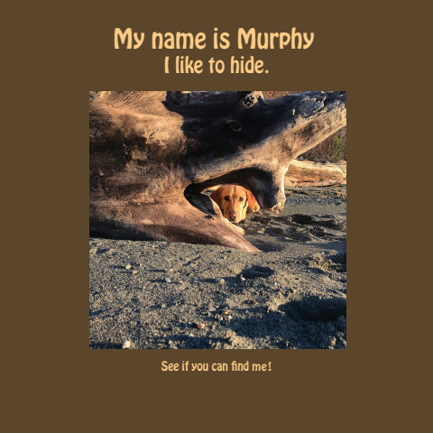 Murphy book final