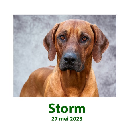 Standaard kopie