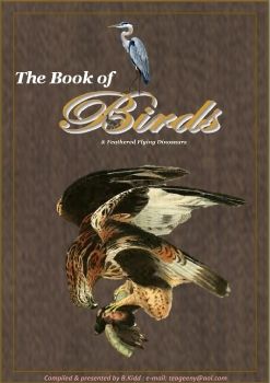 New Book of Birds
