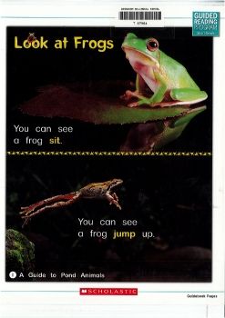 RR-B-Look at Frogs