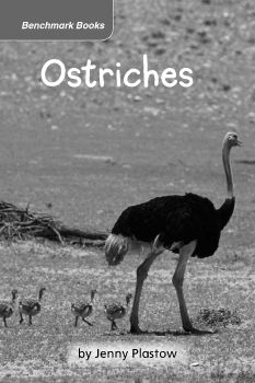 RR Level O-24 Ostriches