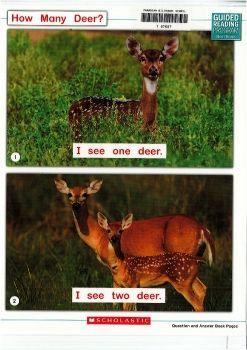 RR-A-How Many Deer