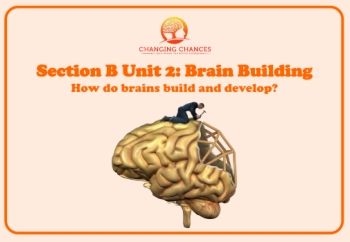 UNIT 3 Brain Building