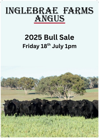 Inglebrae Angus Bull Sale 2025 Catalogue
