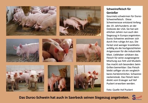 Kalender Landleben November  Schweine