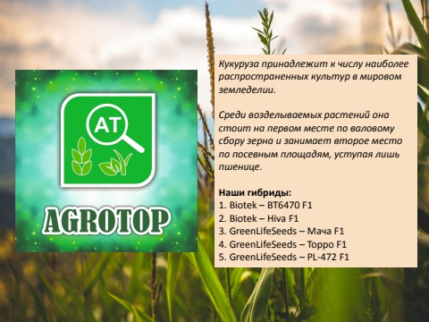 кукуруза