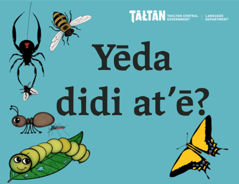 Yēda didi at’ē?  Bug Book
