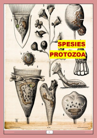 PROTOZOA KERANGKA PROJECT fix (1)