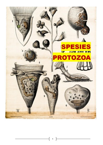 PROTOZOA TOTR PROJECT KELOMPOK 7