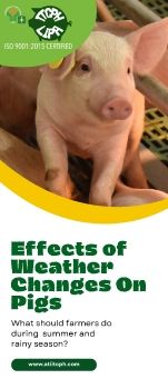 Effects of Weather Changes on Pigs