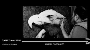 Сat Animal Portraits 24