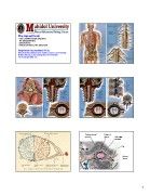 Microsoft PowerPoint - L6_NK_SpinalCord_july2006.ppt