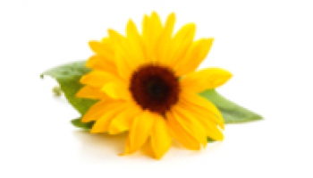 cEVAd product information