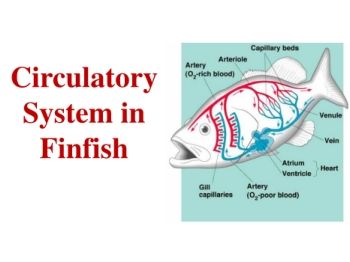 Circulatory System in Finfish