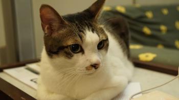 cat