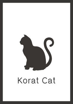 Korat Cat