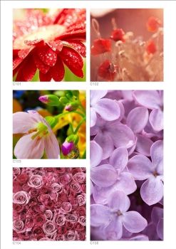 C100 Каталог купе_цветы.cdr