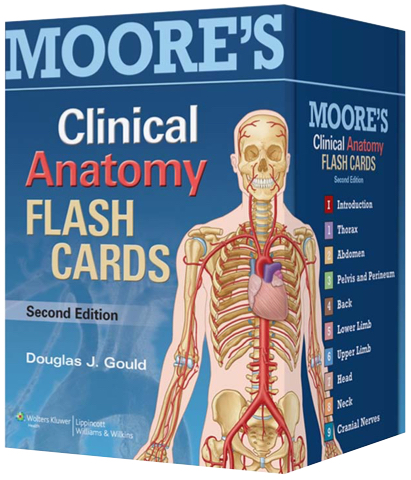 Moore's Clinical Anatomy Flashcards