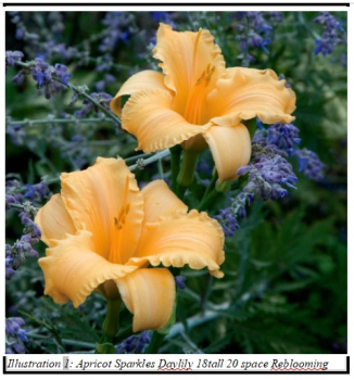 Day Lillies