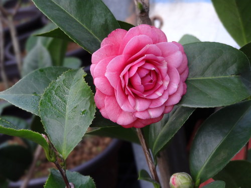 茶花