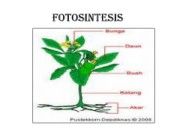 FOTOSINTESIS
