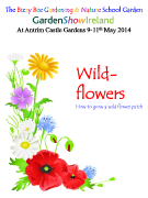 Wild flowers -how to grow a wild flower patch 