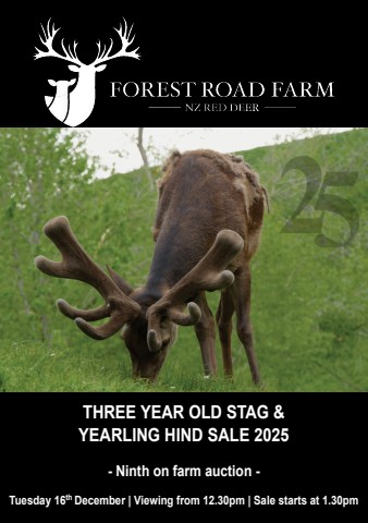 forest road farm - 2025 - three year old stags - sale catalogue