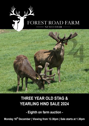 Forest Road Farm - NZ Red Deer - Three Year Old Stag & Yearling Hind Sale 2024