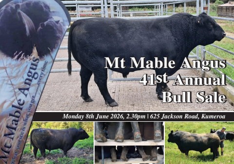 mt mable angus_41st annual bull sale catalogue
