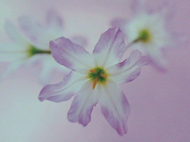 加拿大+小來富剪影+佛陀見念館