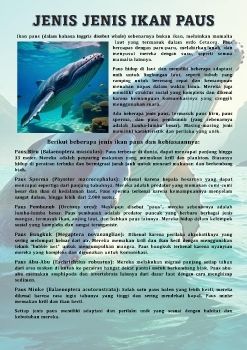 Ikan paus2_Neat