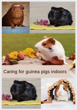 Caring for guinea pigs indoors