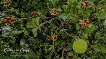 Baobás no Brasil -  sementes mudas e bonsai de baobá 