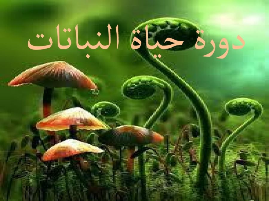 دورة حياة النباتات