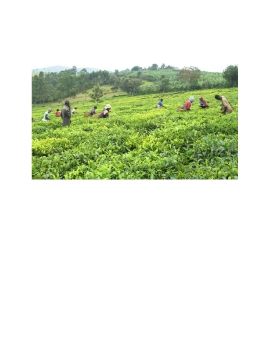 Tea farming