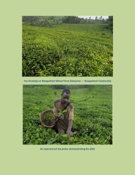 Rwagashani Tea Plantation in pictures