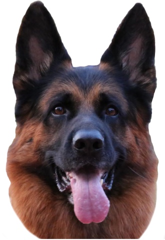 Bulletin d'adhésion 2026_Copy