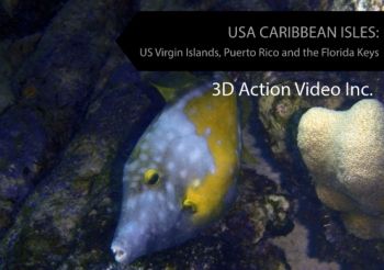 US Caribbean Diving: Florida, Puerto Rico and the US Virgin Islands