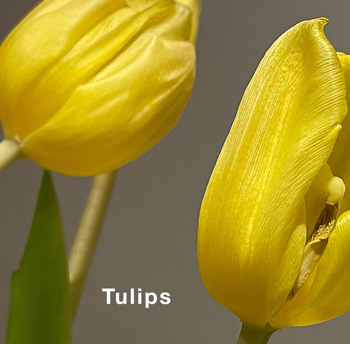 Tulips_2