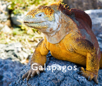 Galapagos_1