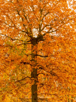 Arbres