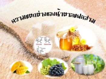 ความแตกตางของนำตาลแฝดสาม 2_Neat นิสารัตน์ วิเศษชาติ