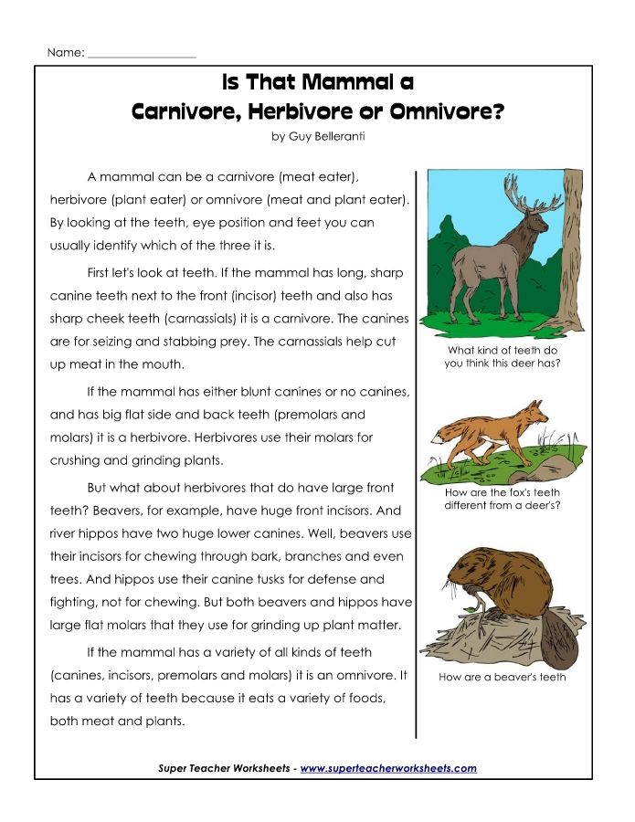 4th-carnivores-herbivores_WQRQZ
