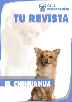 Revista: El chihuahua