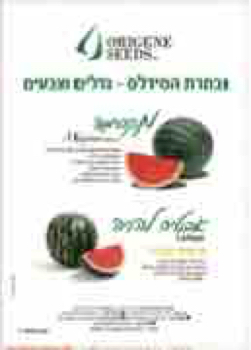147176_MASHOV_HAKLAUT PB
