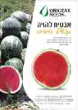 148666_MASHOV_MESHEK