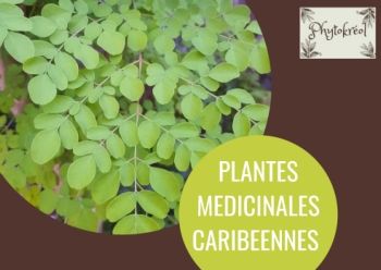 [Taille originale] Marron Nature Plantes Marketing Image Carte postale (1)