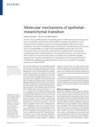 Molecular mechanisms of epithelial–mesenchymal transition