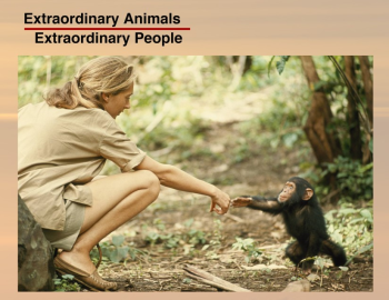 Animal Booklet