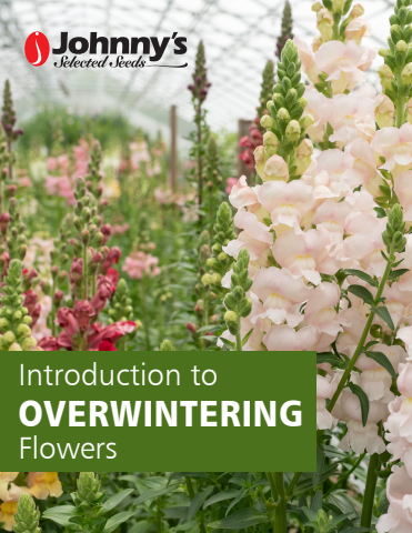 Introduction to Overwintering Flowers